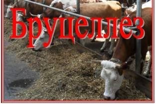 Изображения